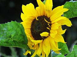 Sunflower Flower Nature Ornamental