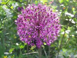 Spring Allium-Lauch Blossom