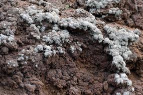white plants in the dirt
