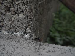 Ant Insect Red Close