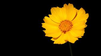 bud in the dark