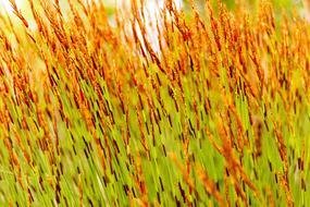 Grass Green Brown