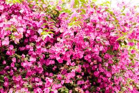 Bougainvillea Plant Wall