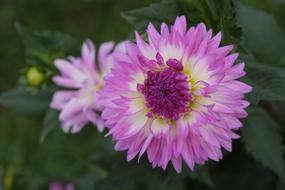 Flower Blossom Bloom
