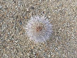 Mountain Cacti Cactus