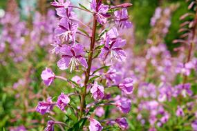pink Epilobium Angustifolium Flowers