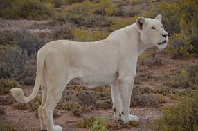 White-Lion Lion Walking-Safari