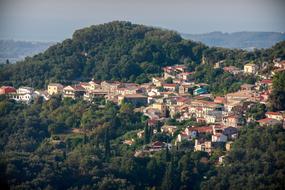 Trees Plants Highland