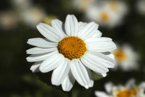 Flower Daisy White