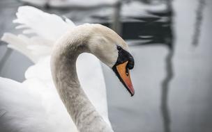 Swan Duck White