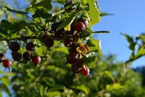 fruit tree in the garden