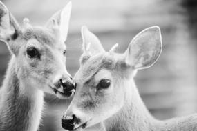 Black And White Deer