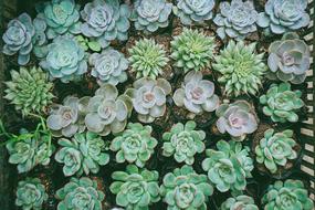 Green succulent Flower Plants