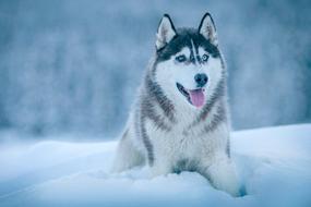 Dog Animal Husky