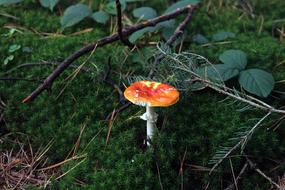 Mushroom Fly Agaric Forest