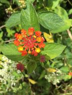 closeup photo of orange blooming plant