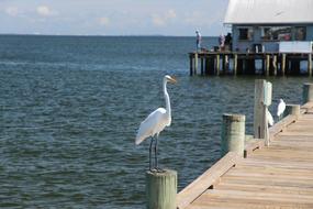 stork by the sea