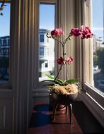 Orchids Flower Plant