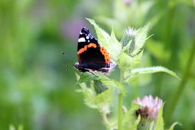 Butterfly Nature Atalanta