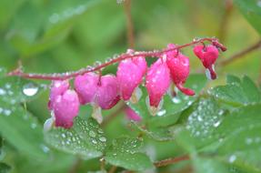 closeup photo of wet pink flowers in garden