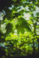 the foliage is a gorgeous green beautiful
