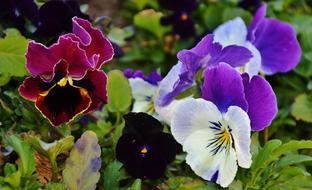 Pansy Flower Natur