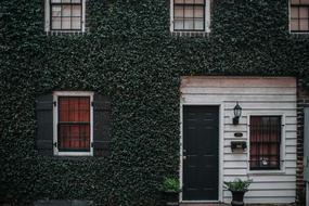 House Grass Plants