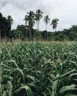 Coconut Trees Corn