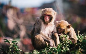 Animal Monkey Siblings