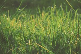 grass in the sunlight