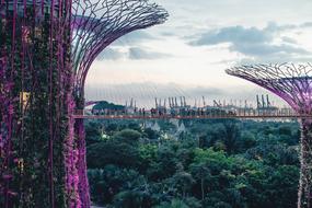 suspension bridge among purple towers with plants