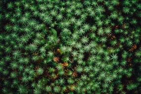 green plants in a beautiful forest