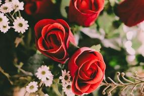 Flower Red Petal