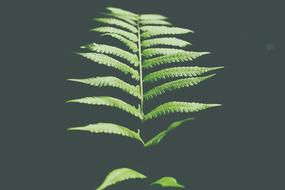 Fern Green Leaf