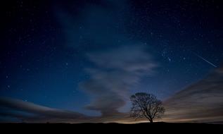 view of tree at the background of evening sky
