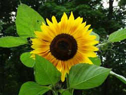 Sunflower Hummel Summer