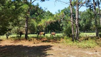 Horse Trees Sky