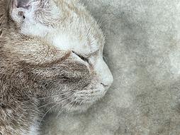 cat pet art abstract vintage