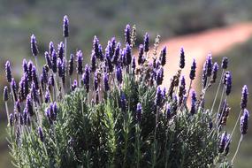 Lavender Bush in Nature