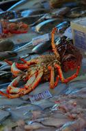 fresh crab on display
