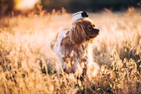 Brown Hair Dog