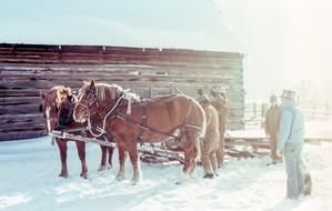 People and horses snow road