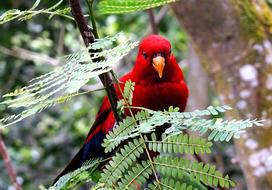 Red Bird Branch