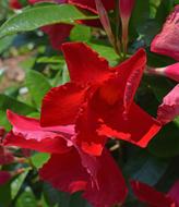 Red Mandevilla Vine Tropical