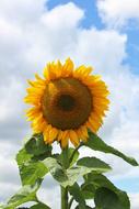 cloud sunflower