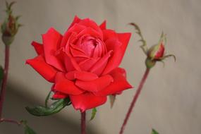 Rose Flower Red