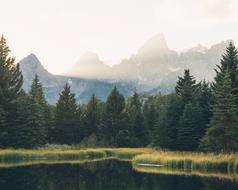 Lake Water Trees