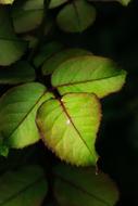 Green Leaf Plant