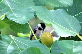 titmouse and fig fruit on a branch