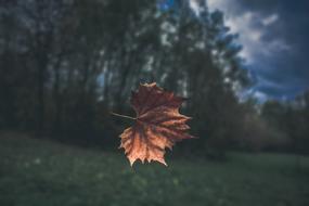 an autumn dry leaf in the forest